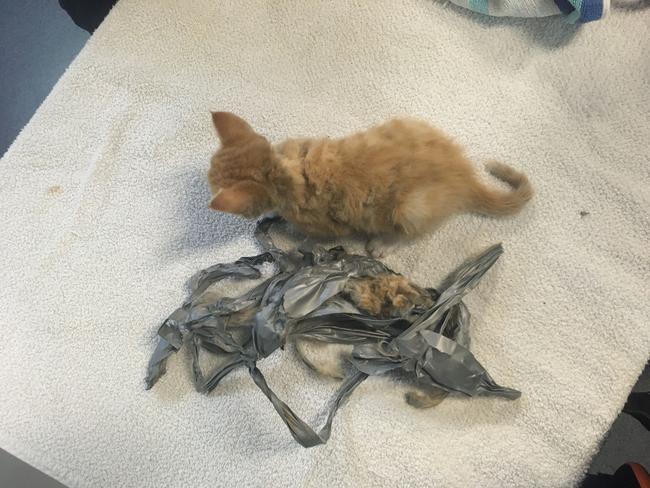 Authorities are still investigating after a kitten – Charlie – was found dumped in a Park Ridge residence wheelie bin last Monday.