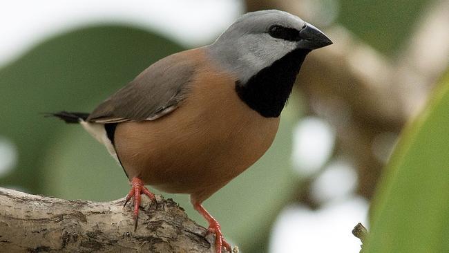 The draft report says the presence of cattle puts the black-throated finch at risk. Picture: AAP 