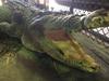 Fate of 5m toothless ‘icon’ croc captured near Babinda decided