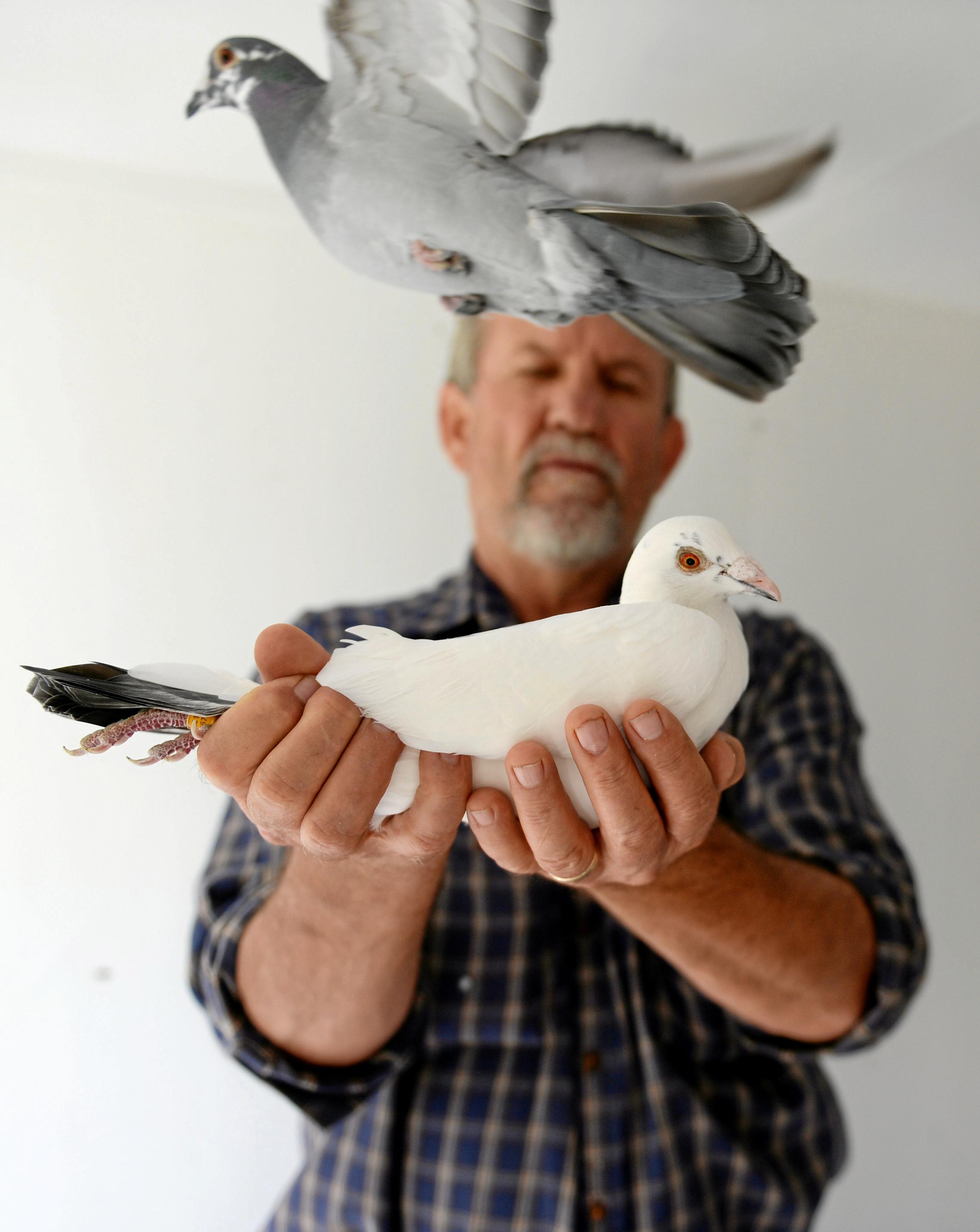 Mackay Pigeon Racing Club | The Courier Mail