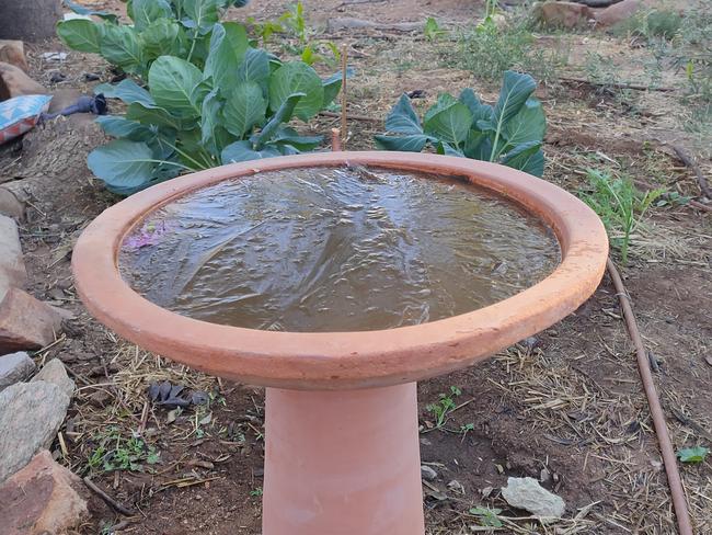 Sub-zero temperatures froze birdbaths in Alice Springs on Tuesday