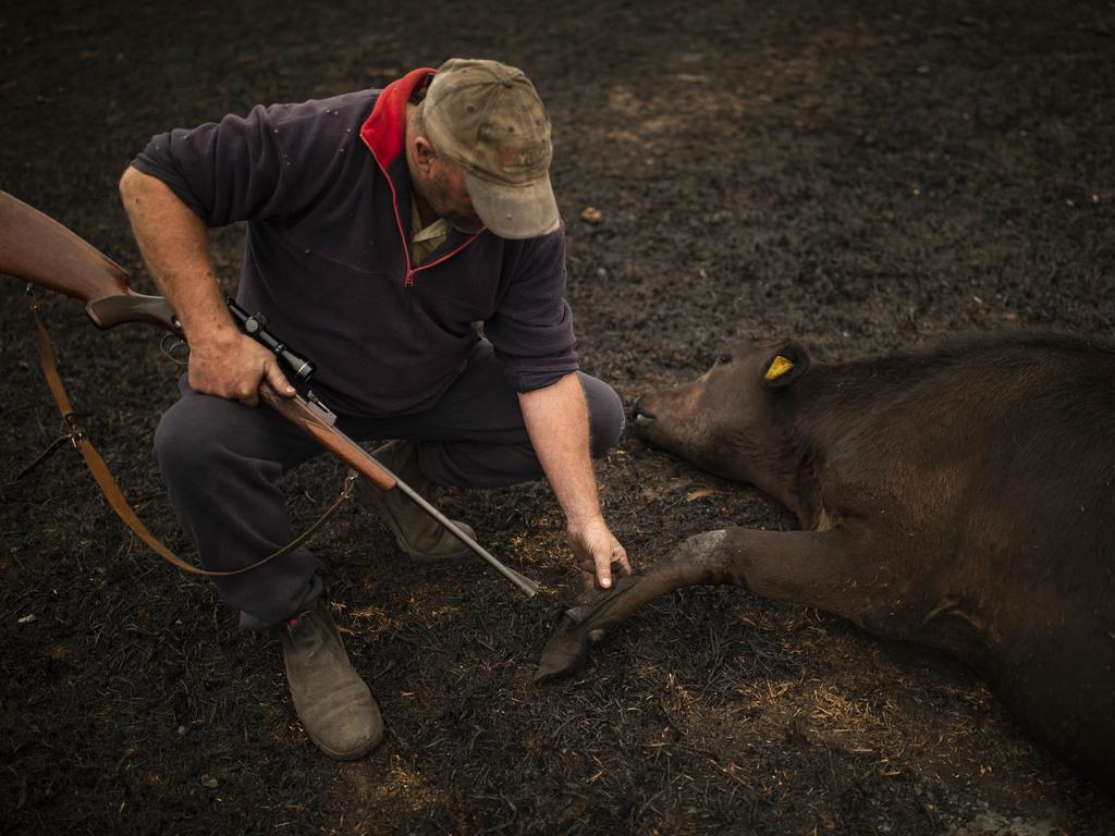 Steve Shipton inspects the burns on a calf in his paddock after a bushfire in Coolagolite, NSW. Picture: AAP