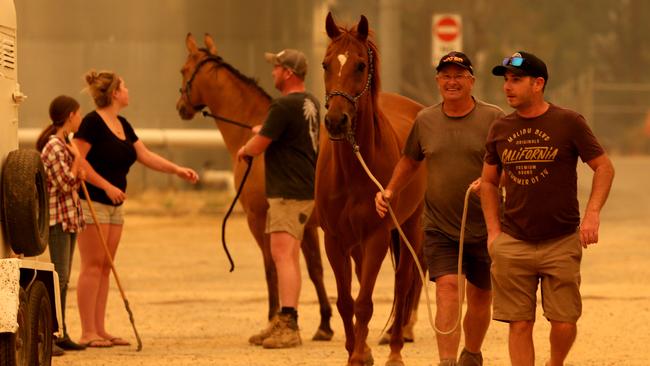 Fire evacuees arrive with their horses. Picture: David Geraghty