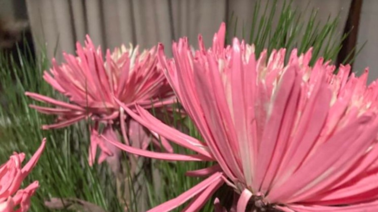 Woolworths responds to claims it 'spray paints' its fresh flowers: 'Not  happy