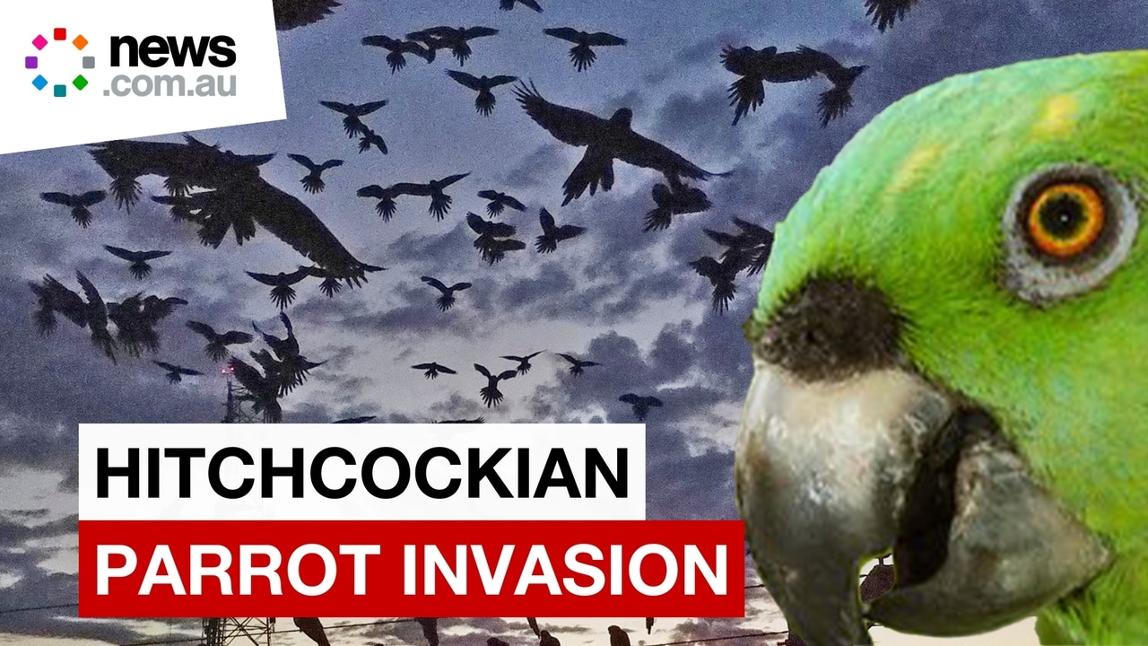 Argentine town battles a parrot invasion