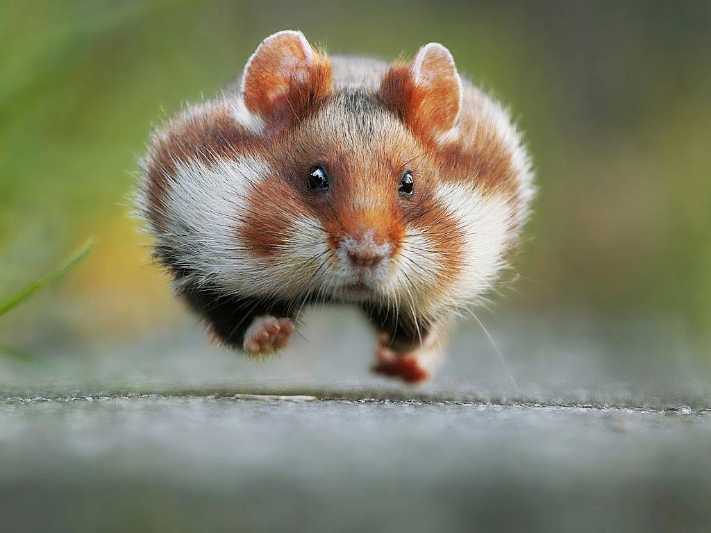 © Julian Ghahreman-Rad, Austria, Entry, Open, Nature and Wildlife, 2016 Sony World Photography Awards “In late summer the European hamster gets ready for hibernation. He fills up his pouches with grains, roots, plants or insects and transports them into his food chamber (that’s why he is running).”