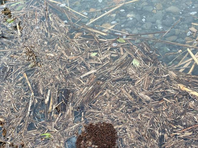 Red imported fire ants clumping in floodwater near the Gold Coast. Picture: Invasive Species