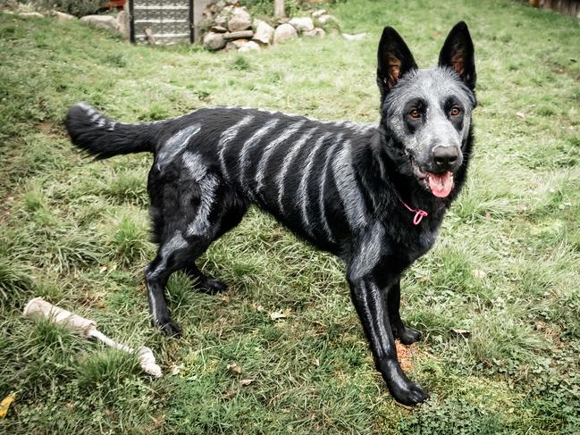 FOR SATURDAY PAPERS (28/20/17)MUST CREDIT @HINTERLANDSHOUNDNixe the originalm skeleton dog.Note* the paint is hypoallergenic, non-toxic, organic, mineral, vegetable and water based (no harm to the animals)