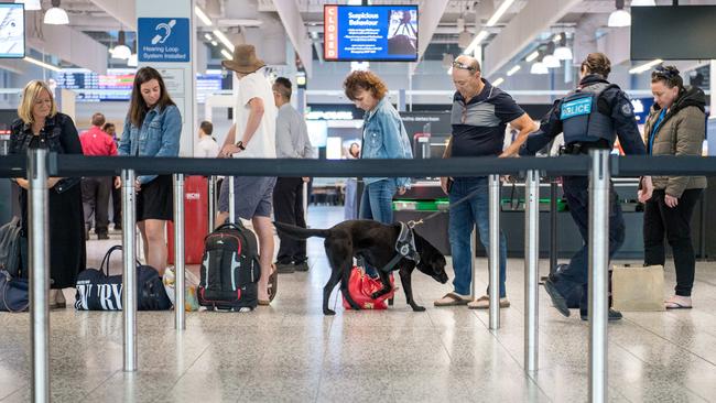 An AFP K-9 conducts drug screening operations at Tullarmaine Airport in Melbourne. Picture: Jake Nowakowski