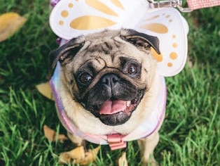 GALLERY: Queensland’s cutest pugs