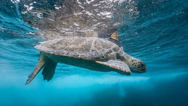 An example of a healthy green turtle. Picture: Craig Greenhill