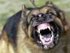 Woman’s arm amputated in ‘horrific’ dog mauling
