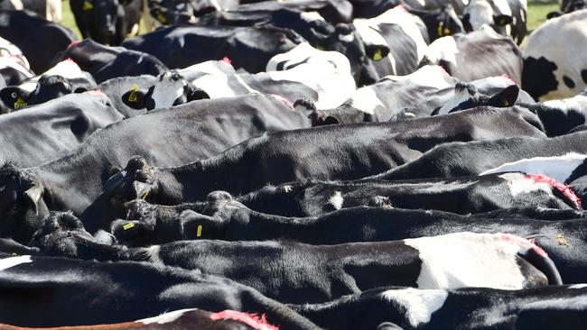 Australia’s biggest milk processor has cut the price it pays by 10 per cent.