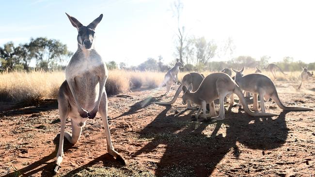 Mr Barber said some shooters were killing too many kangaroos and failing to euthanise joeys.