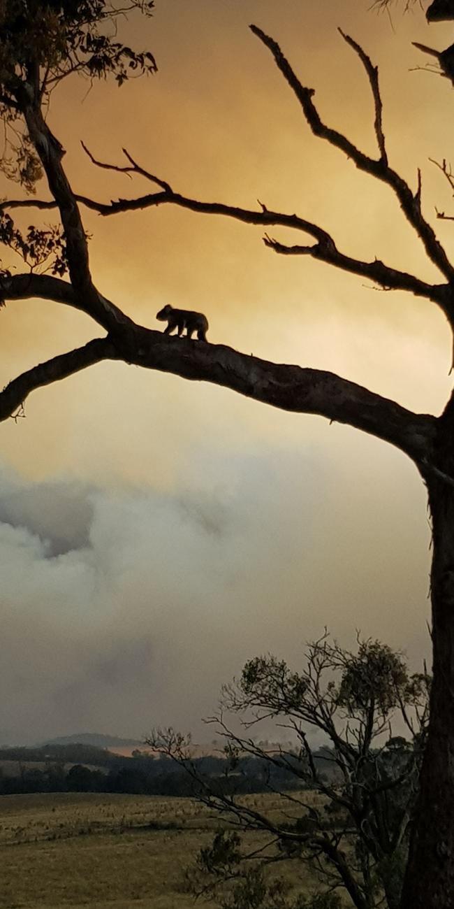 A Koala watches on as fires roll into Gelantipy.