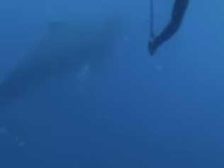 WATCH: Inquisitive whale metres from Whitsunday swimmer
