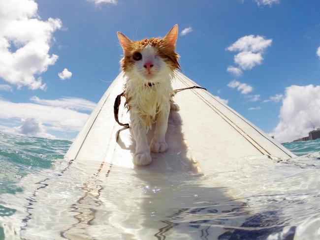 This is one cat who’s not afraid of water. Picture: Caters News/Picture Media