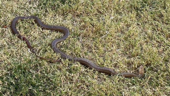 The brown snake in the Mills’ backyard.