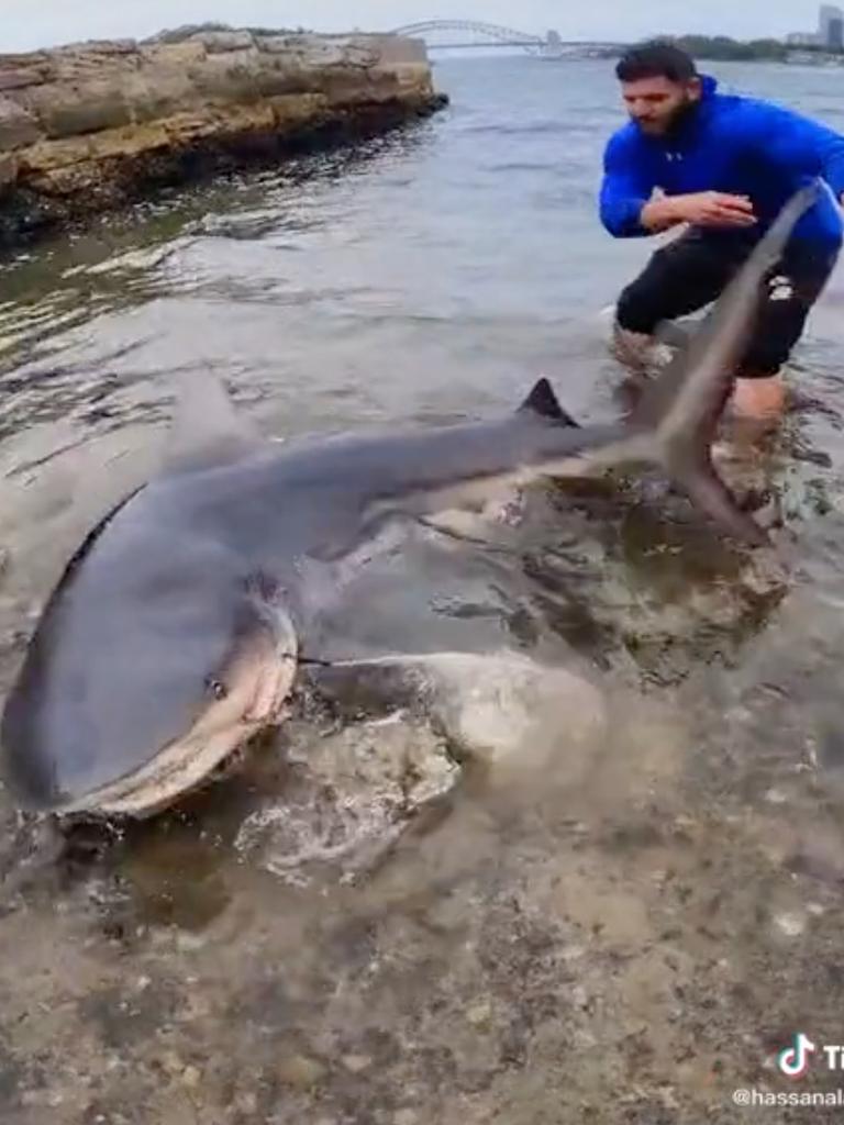 Two young fishermen reeled in a huge bull shark last week from Sydney Harbour. Picture: TikTok / @huss_fisho