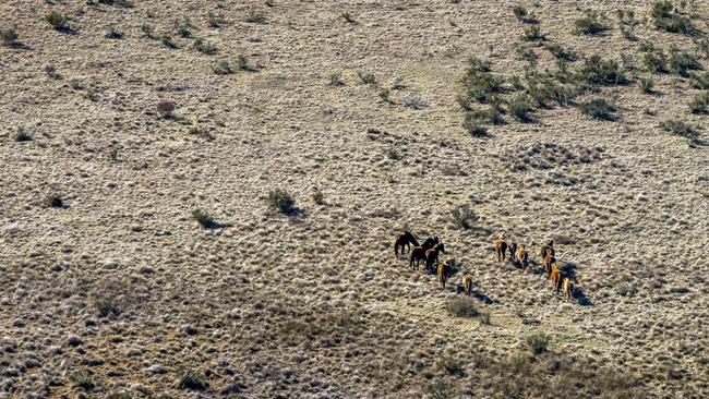 Fragile ecosystems are under threat from the wild brumbies. Picture: NPWS