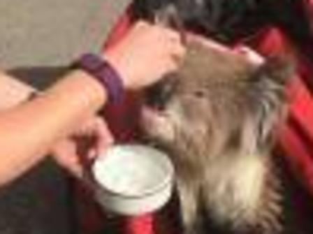 Lucky koala saved from bushfires