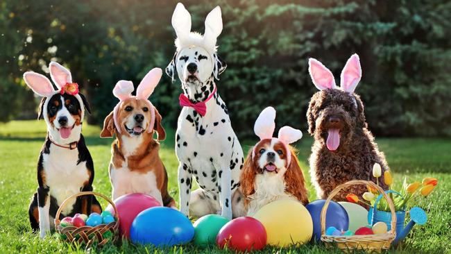 Pet insurance claims spike during Easter with the cost of treating chocolate toxicity in animals spiralling up to more than $3500.