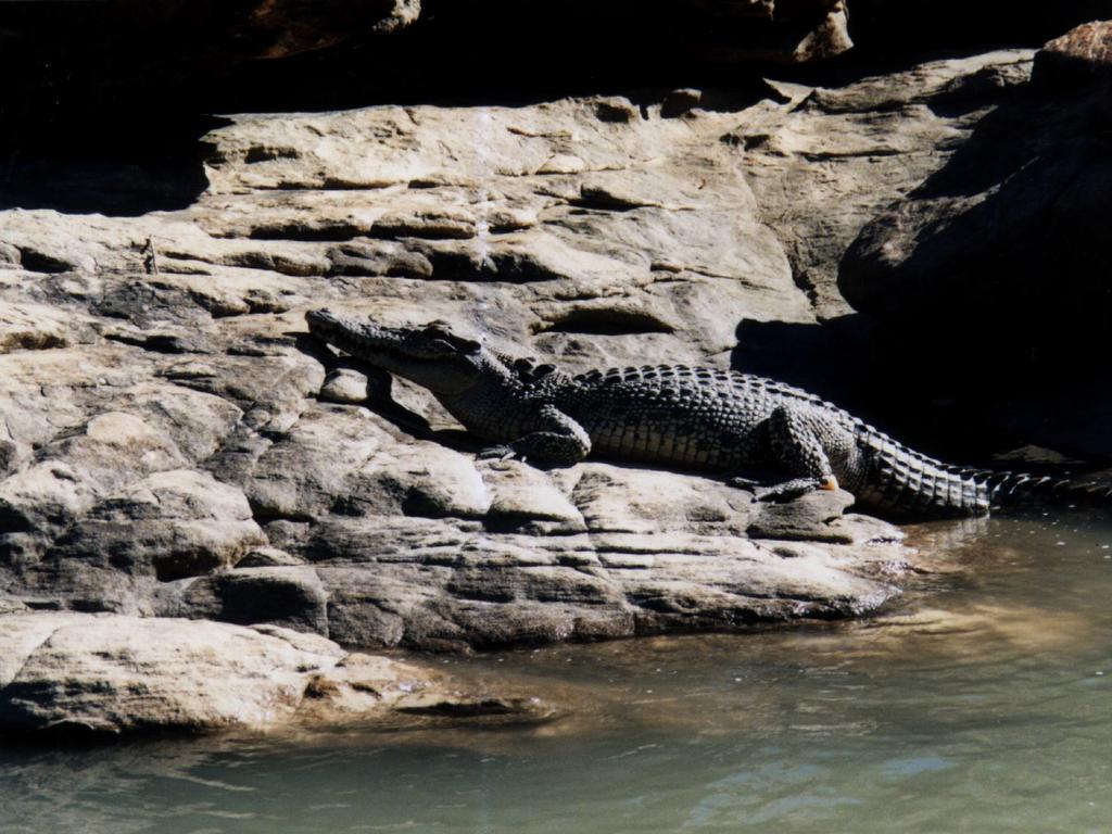 A 2.5m freshwater crocodile similar to the one pictured attacked the woman while she was swimming. Picture: Sue Bennett / Animal Western Australia / Travel