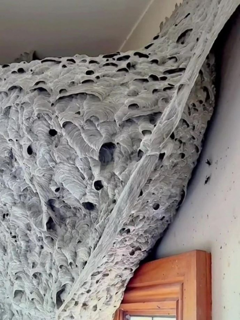 DAP Pest Control manager Dale Armel said it was the largest wasps’ nest he had ever seen. Picture: TikTok