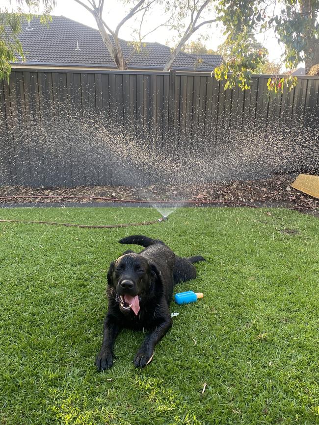 Bruce enjoying the sprinkler on a warm day after playing with the kids. Picture: Rachel Leatherbarrow, Greensborough.