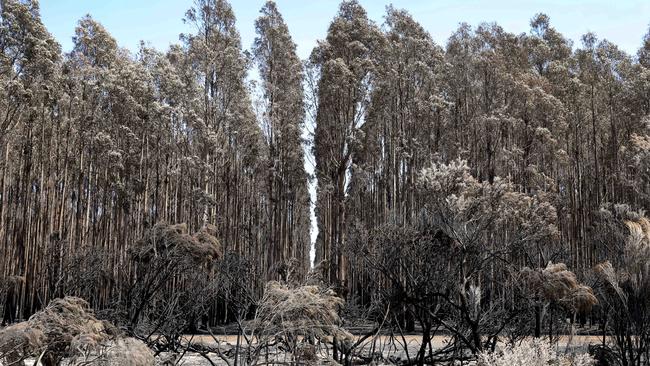 A burnt blue gum plantation in the Gosse district on Kangaroo Island, on January 7, 2020. Picture: Dean Martin