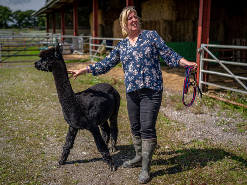 Helen Macdonald with her stud alpaca Geronimo. Picture: Getty Images