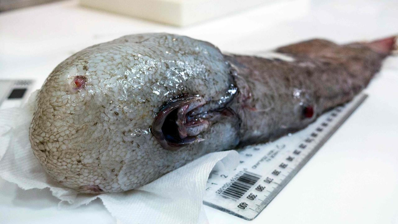 This undated handout picture released on February 21, 2018 by the Commonwealth Scientific and Industrial Research Organisation (CSIRO) and taken by Asher Flatt of Marine National Facility shows a faceless fish, a species of deep sea cusk with no-visible eyes and a mouth on the underside of its head, at a laboratory in Hobart. More than 100 rarely seen fish species were hauled up from a deep and cold abyss off Australia during a scientific voyage, researchers said on February 21, including a cousin of the "world's ugliest animal" Mr Blobby. / AFP PHOTO / CSIRO / Asher FLATT / -----EDITORS NOTE --- RESTRICTED TO EDITORIAL USE - MANDATORY CREDIT "AFP PHOTO / CSIRO / ASHER FLATT" - NO MARKETING - NO ADVERTISING CAMPAIGNS - DISTRIBUTED AS A SERVICE TO CLIENTS - NO ARCHIVES