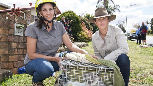 Toowoomba Koala and Wildlife Rescue’s Judi Gray (left) and Maree Butlin with Rose the koala, who was removed from a tree in Moore Cr.