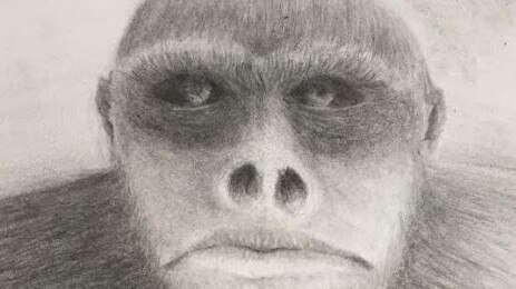 A sketch by artist Buck Buckingham based on witness descriptions of the Yowie. The image is part of Yowie hunter Dean Harrison's research into the beast.