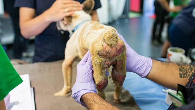 A dog showing signs of serious neglect is cared for by the RSPCA after being rescued from Storybook Farm-Sacred Animal Garden. Picture: RSPCA