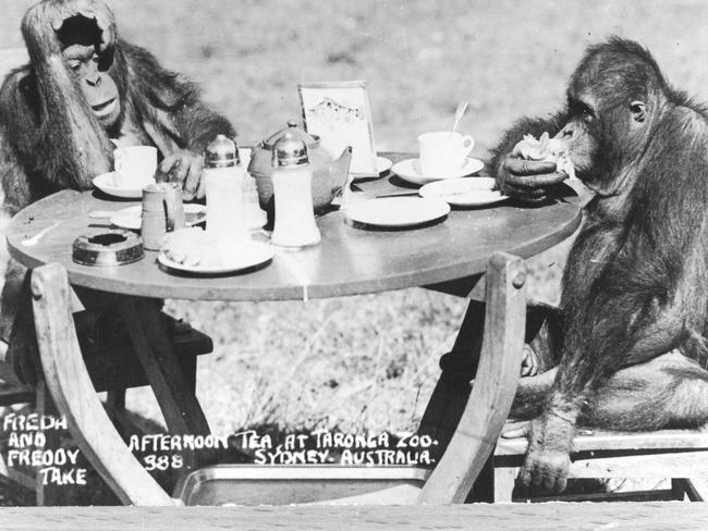 Taronga s first orang-utans, Freda and Freddie, having a tea-party in 1935. Picture: Blade B Historic