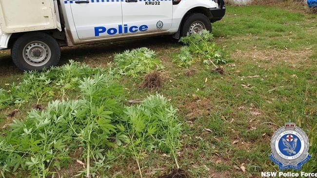 Some of the cannabis allegedly seized by Port Stephens-Hunter police from a Stroud home. Picture: NSW Police.