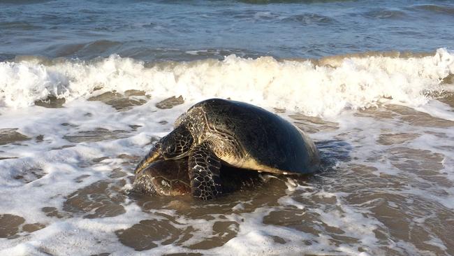 Sven O'Brien captured two turtles breeding at Mon Repos.