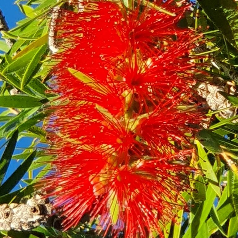 Callistemon