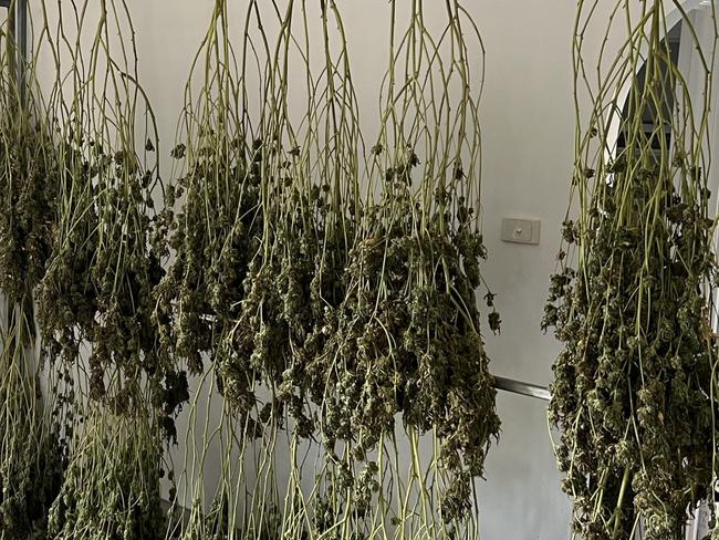 Police have allegedly seized 25 plants and more than 36kg of drying leaf in a cannabis "grow house" at Anna Bay on February 26, 2022.