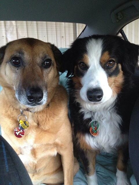 The Weekly Times Day of Dogs 2018 #dayofdogs18 Stefanie van Voorthuizen from Chidlow, WA, sent in these pictures of Border Collie, Dayzee Belle. 