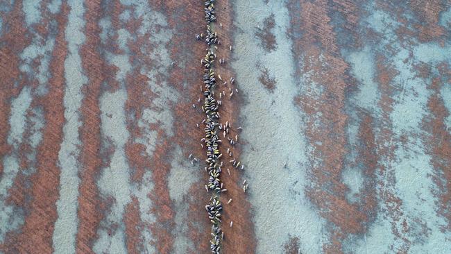 A drone view of sheep feeding near Tamworth. Picture: Sam Ruttyn