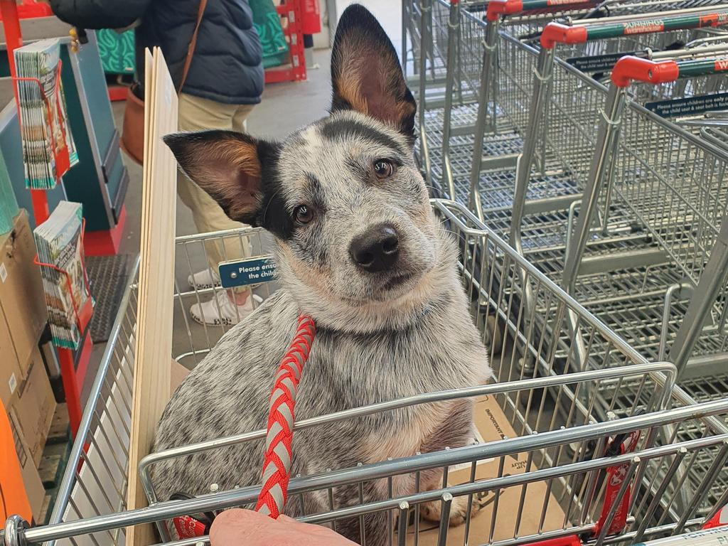 ‘Barney’s first visit to Bunnings.’ Picture: anamackey/Reddit