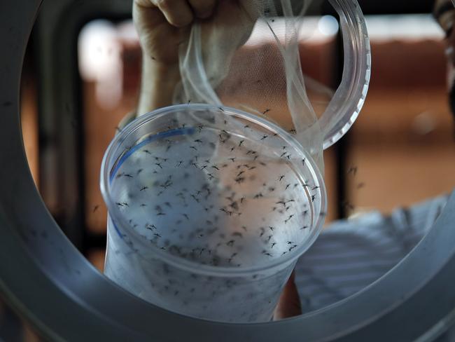 Zika virus: WHO acts as Australian experts explain fears | news.com.au ...