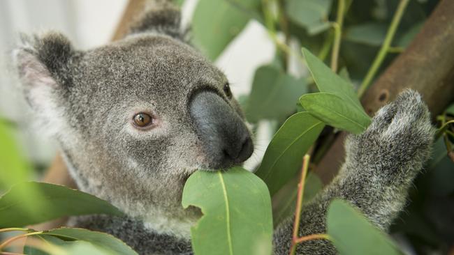 Moreton Bay acting mayor Mike Carlton said the species would be further threatened by the new maps. Picture: File.