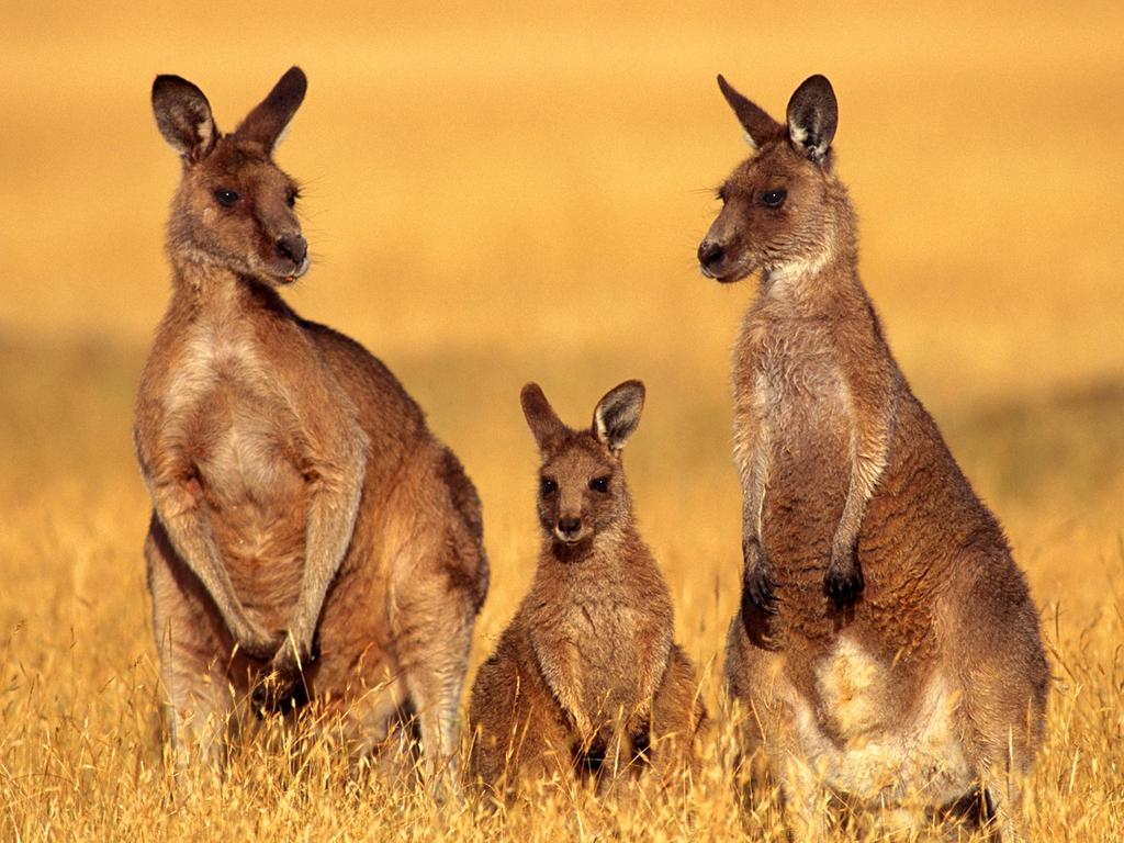 A man will face court after allegedly running down several kangaroos in rural NSW. Picture: Supplied