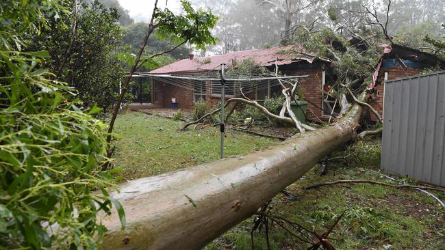 A house in Highfields is damaged by a falling in tree as the aftermath of TC Alfred impacts Toowoomba, Sunday, March 9, 2025. Picture: Kevin Farmer