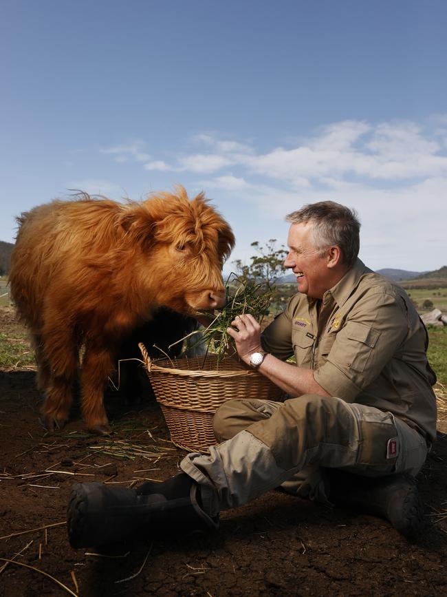 Stuart Webster the new owner of Zoodoo Zoo near Richmond with the new miniature highland cows. Picture: Nikki Davis-Jones