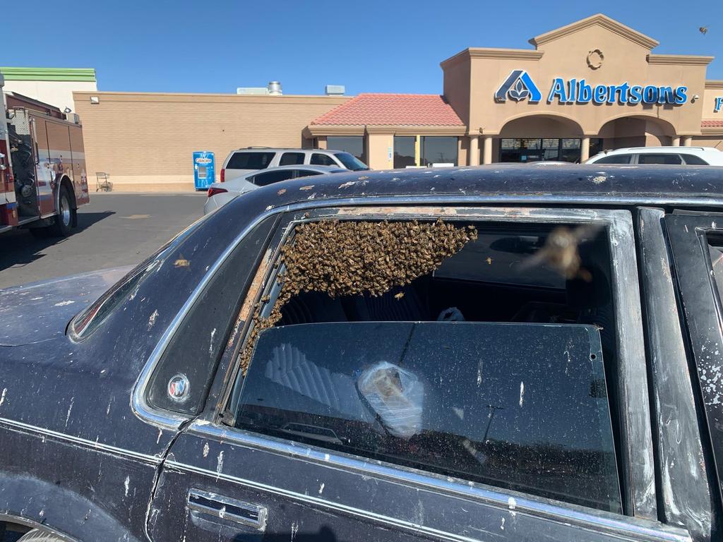 The bees had taken up residence in the man’s car.