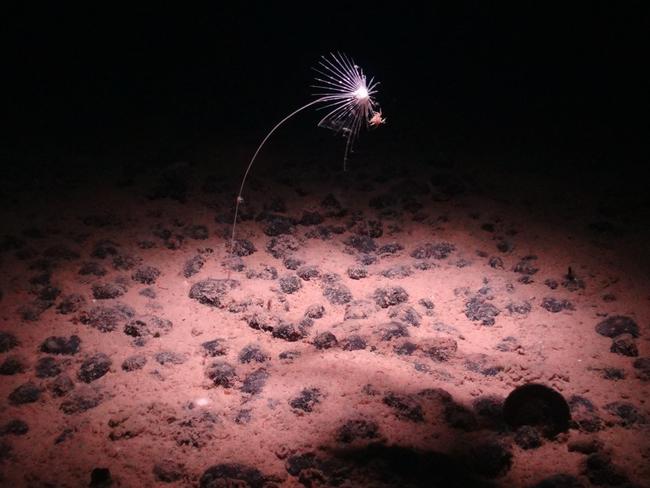 A carnivorous sponge, Axoniderma mexicana. Picture: National Oceanography Centre/SMARTEX Project